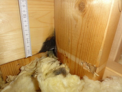 Schimmel im Spitzboden Schimmelpilzgutachter Freiburg im Breisgau